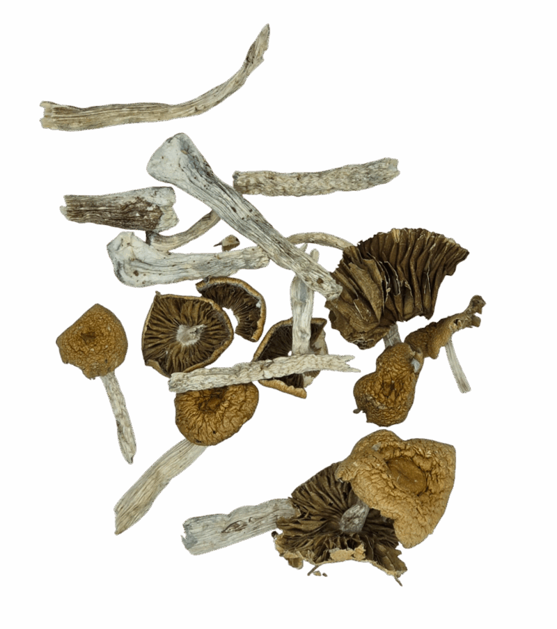 Golden Halo Magic Mushrooms - Eighth, 3.5 Grams